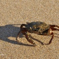 Gemeine Strandkrabbe (Carcinus maenas)